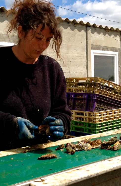 Er wordt naarstig gewerkt op de oesterparken in deze periode. Jonge oesters worden uitgezet in de Golfe du Morbihan. Ze worden getrieerd volgens grootte en gewicht. In nieuwe poches gestopt zodat ze weer vers plankton kunnen eten. Handarbeid en zwoegwerk, en dat allemaal opdat wij er lekker van kunnen smullen ! 